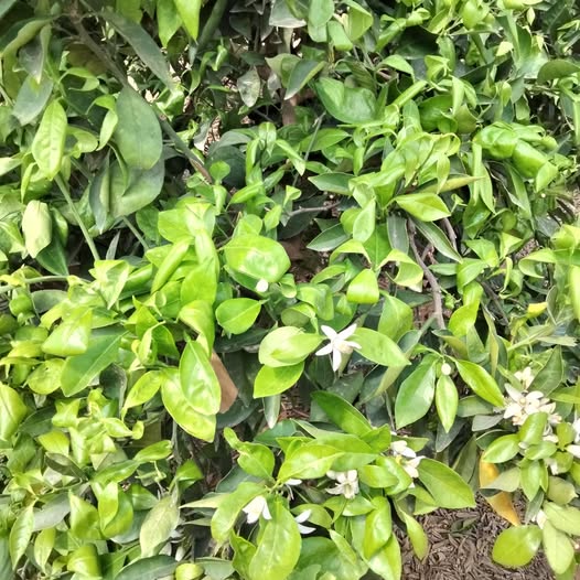 السلام عليكم ايه سباب الورقة كده